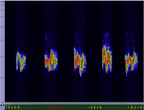 bird sonogram