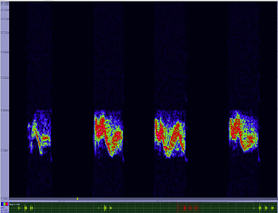 bird sonogram