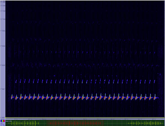 bird sonogram