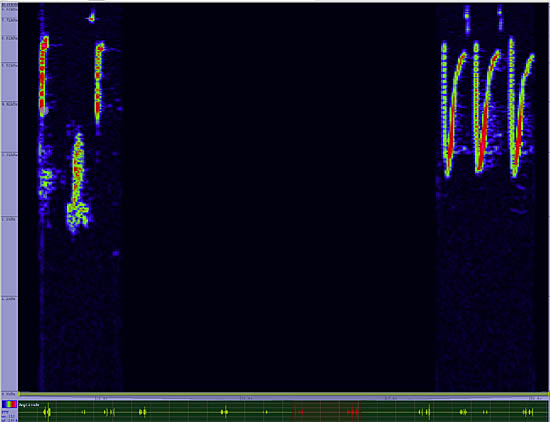 bird sonogram