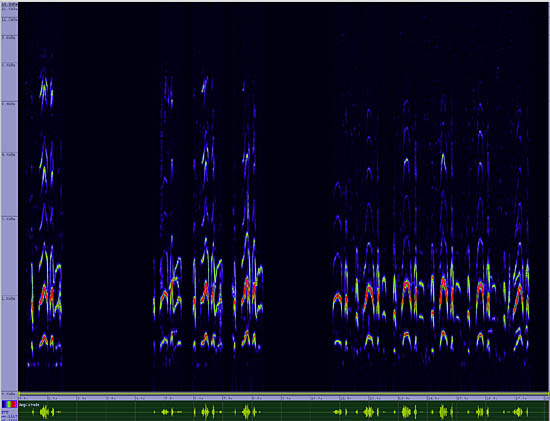 bird sonogram