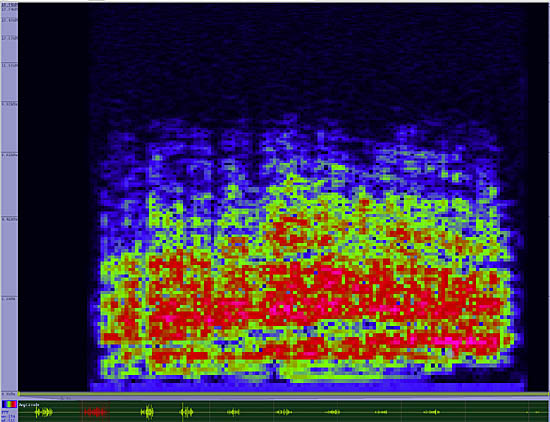 bird sonogram