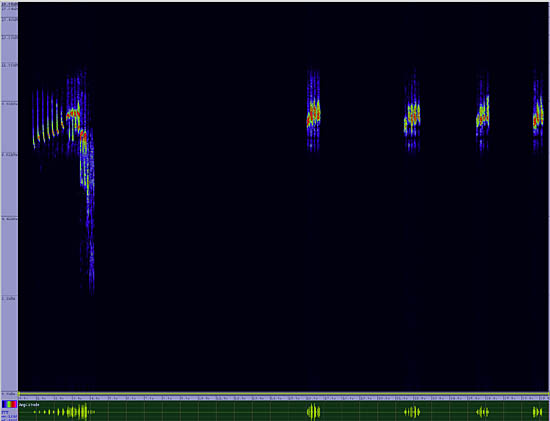 bird sonogram