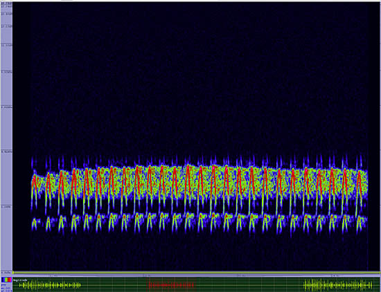 bird sonogram