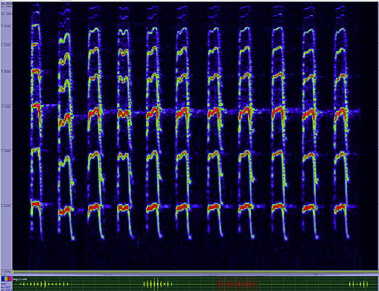 bird sonogram