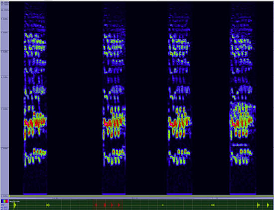 bird sonogram