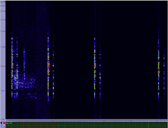 bird sonogram