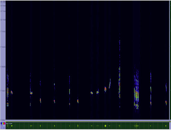 bird sonogram