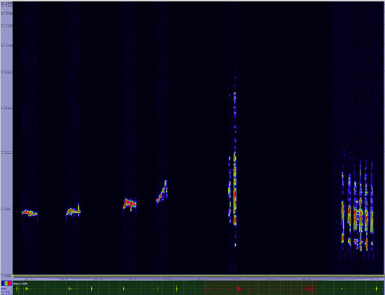 bird sonogram