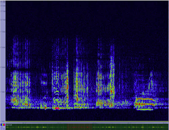 bird sonogram