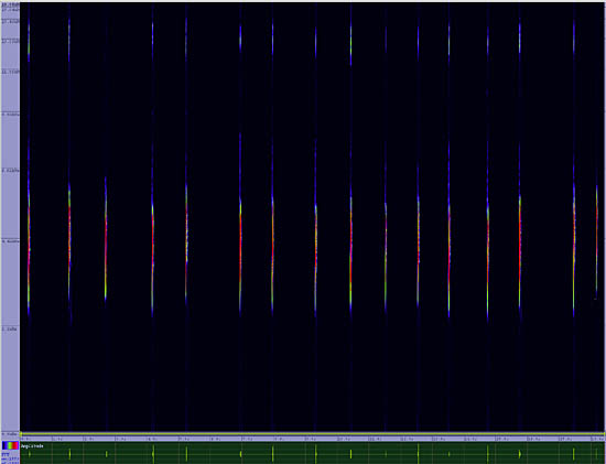 bird sonogram