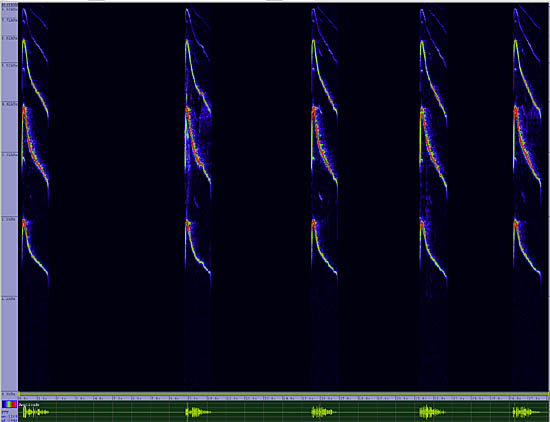 bird sonogram