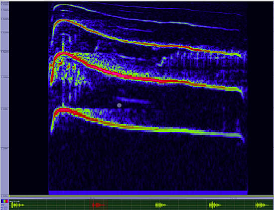 bird sonogram