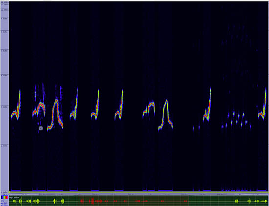 bird sonogram