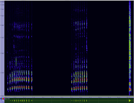 bird sonogram