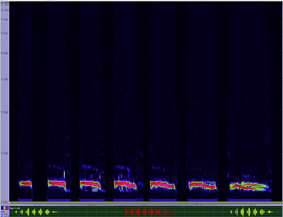 bird sonogram