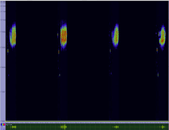 bird sonogram