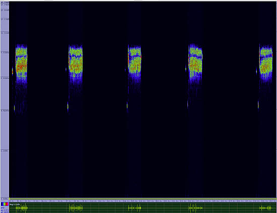 bird sonogram