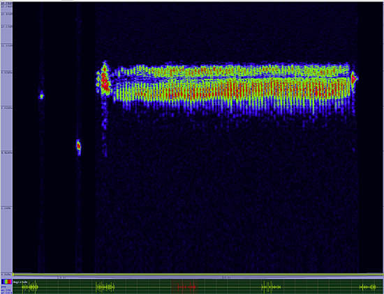 bird sonogram