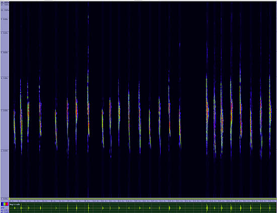 bird sonogram