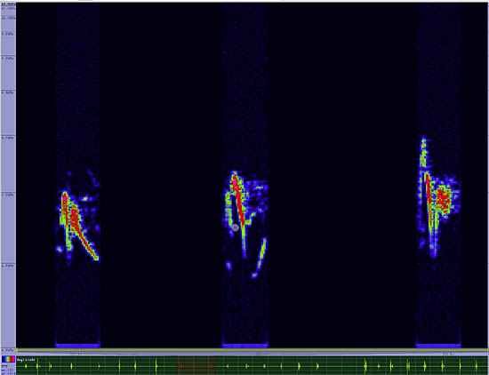 bird sonogram