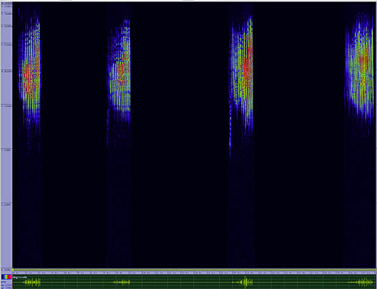 bird sonogram