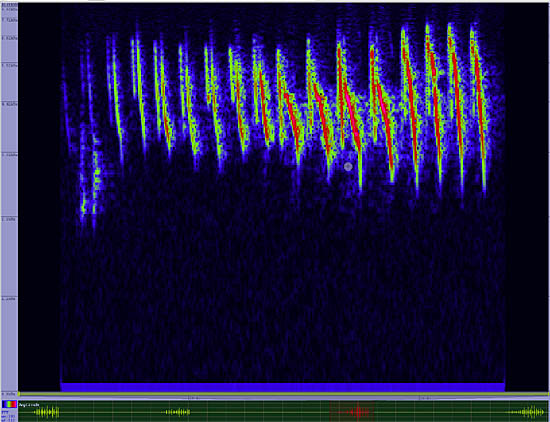 bird sonogram