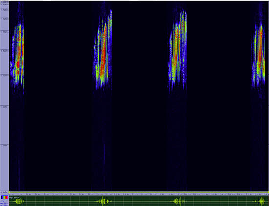 bird sonogram