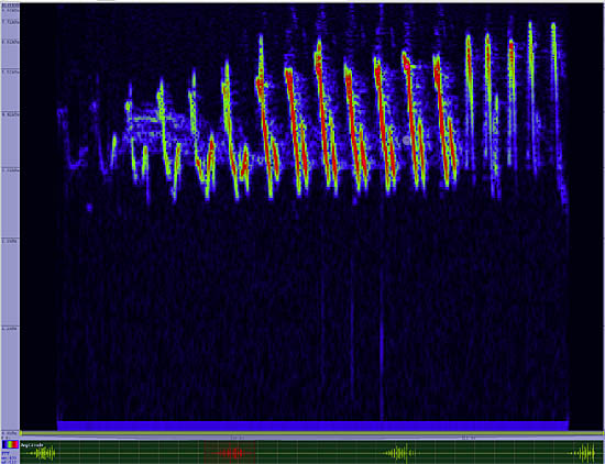 bird sonogram