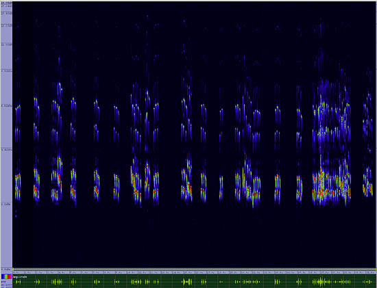 bird sonogram