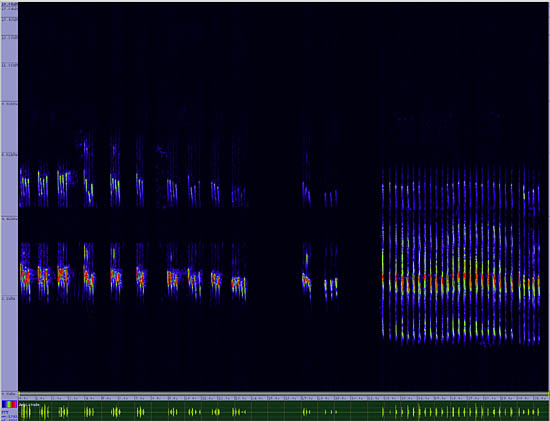 bird sonogram