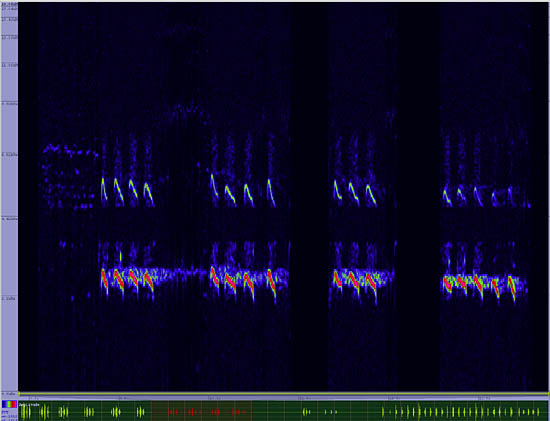 bird sonogram