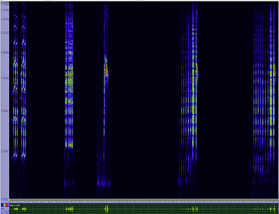 bird sonogram