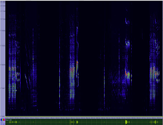 bird sonogram