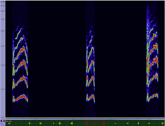 bird sonogram