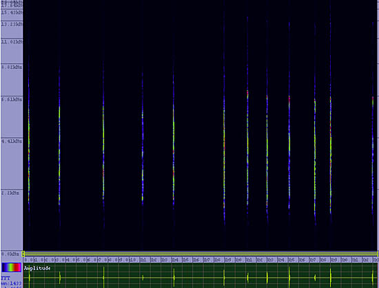 bird sonogram