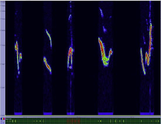 bird sonogram