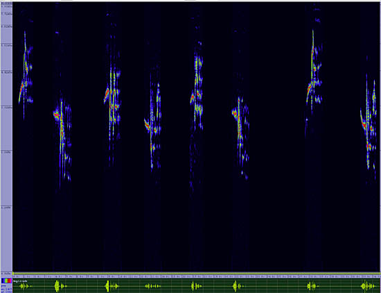 bird sonogram