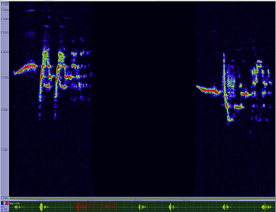 bird sonogram