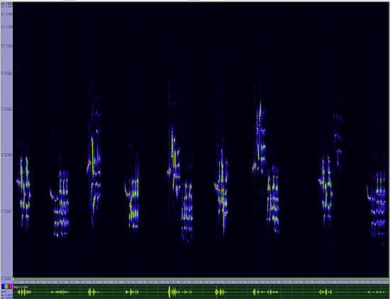 bird sonogram