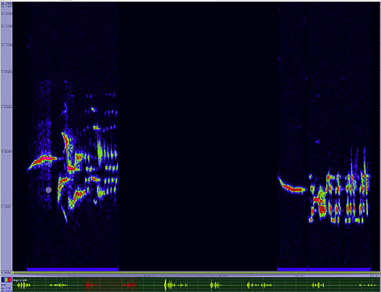 bird sonogram