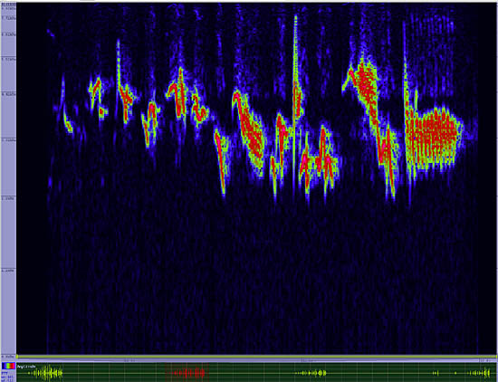 bird sonogram