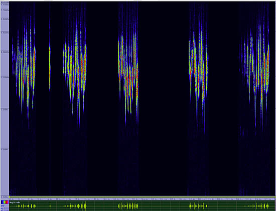 bird sonogram