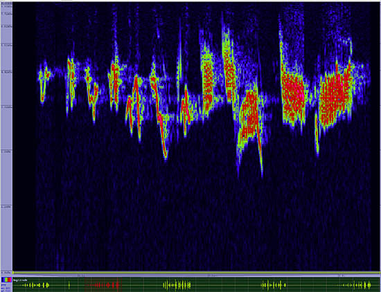 bird sonogram