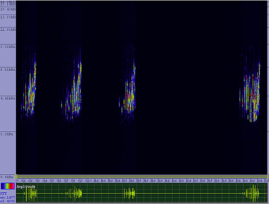 bird sonogram