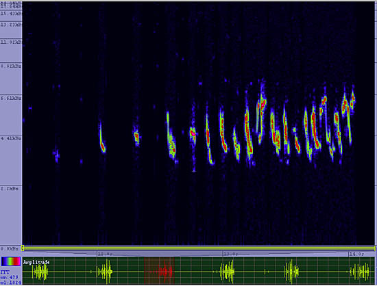 bird sonogram