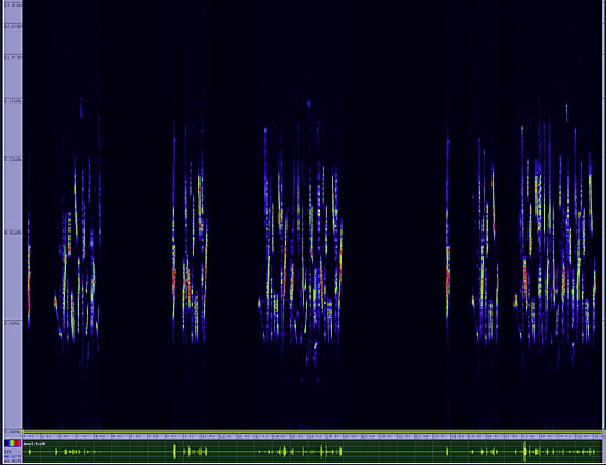 bird sonogram