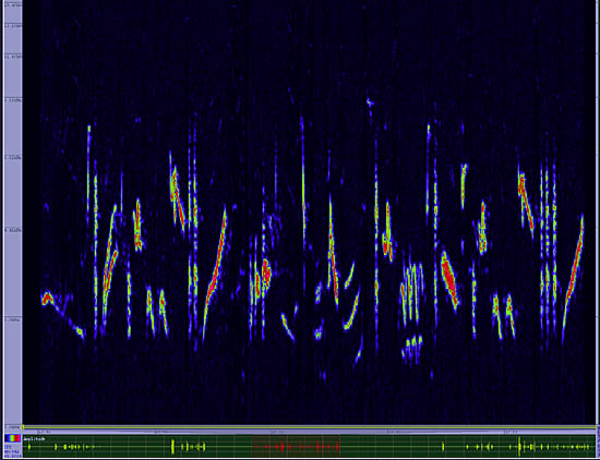 bird sonogram