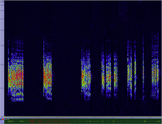 bird sonogram