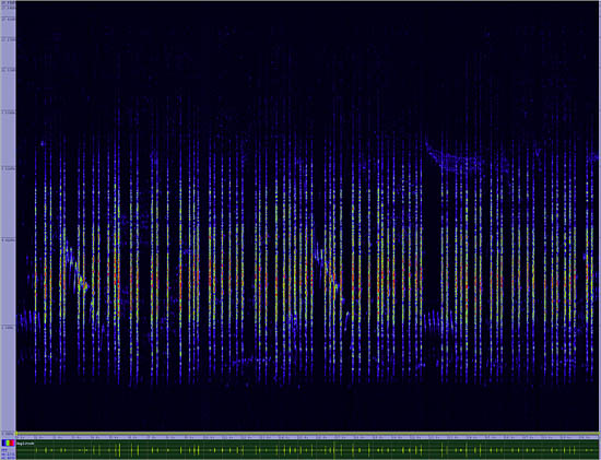 bird sonogram